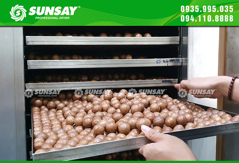 Macca được sấy bằng máy sấy nhiệt đối lưu